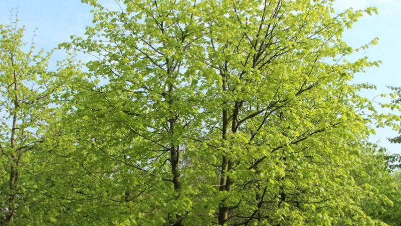 Tilia Cordata Meerstammig (Winterlinde)-1
