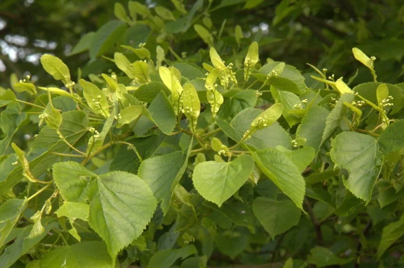 Tilia Cordata Meerstammig (Winterlinde)-2