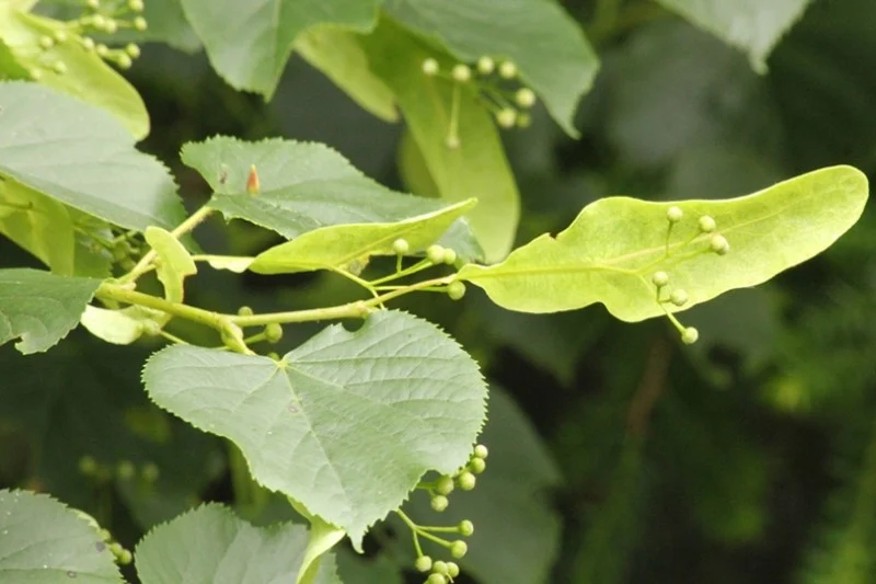 Tilia Cordata Meerstammig (Winterlinde)-3