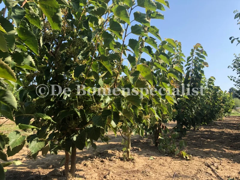Tilia Henryana Meerstammig (Linde)-1