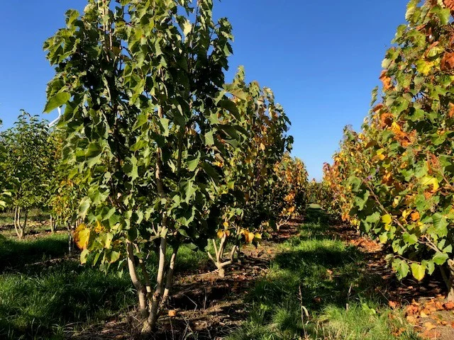 Tilia Henryana Meerstammig (Linde)-2