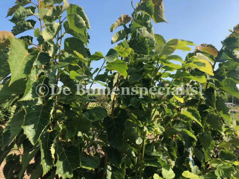 Tilia Henryana Meerstammig (Linde)-4