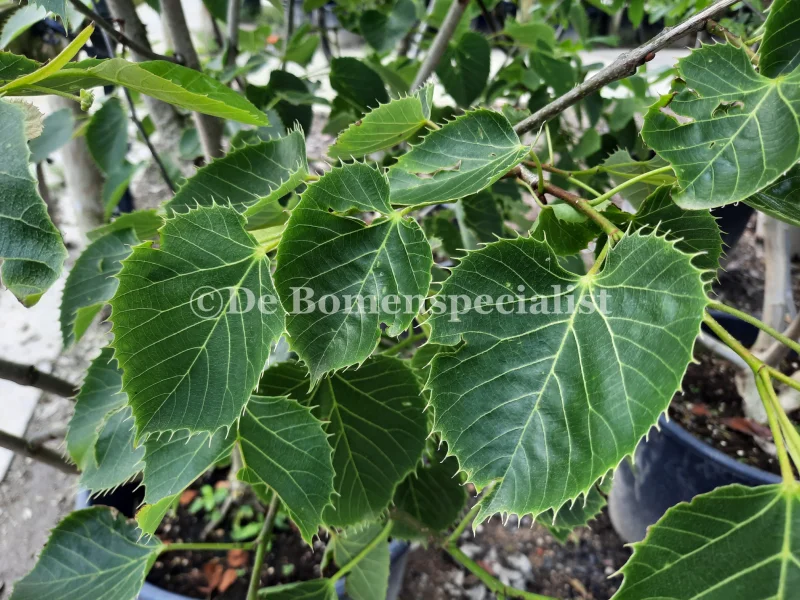 Tilia Henryana Meerstammig (Linde)-7