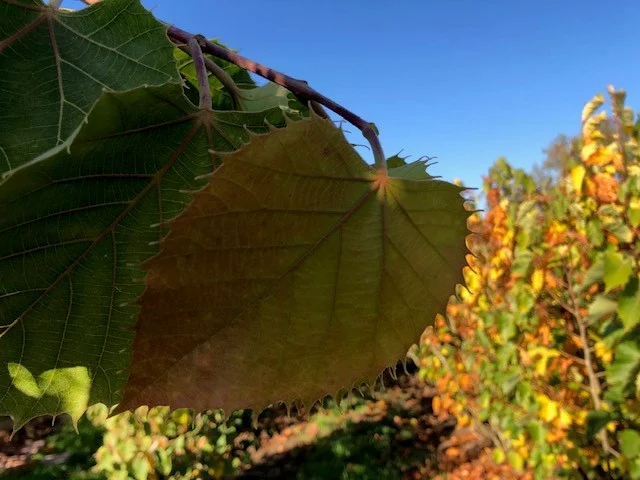 Tilia Henryana Meerstammig (Linde)-8