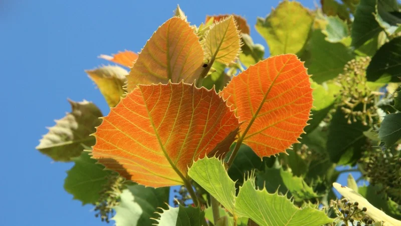 Tilia Henryana Meerstammig (Linde)-9