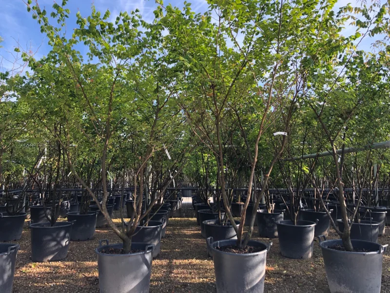 Zelkova Serrata Meerstammig (Japanese Zelkova)-1