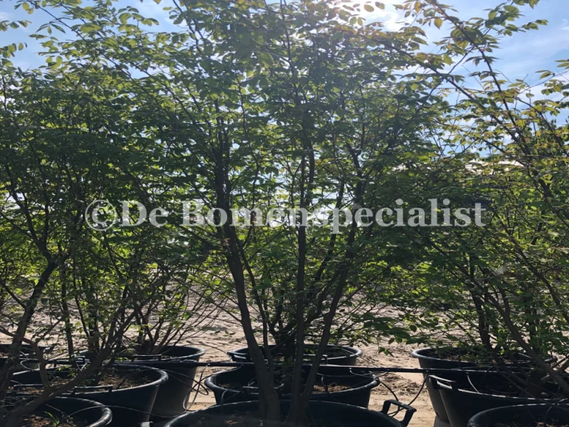 Zelkova Serrata Meerstammig (Japanese Zelkova)-2