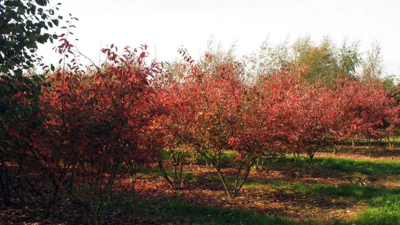 Zelkova Serrata Meerstammig (Japanese Zelkova)-3