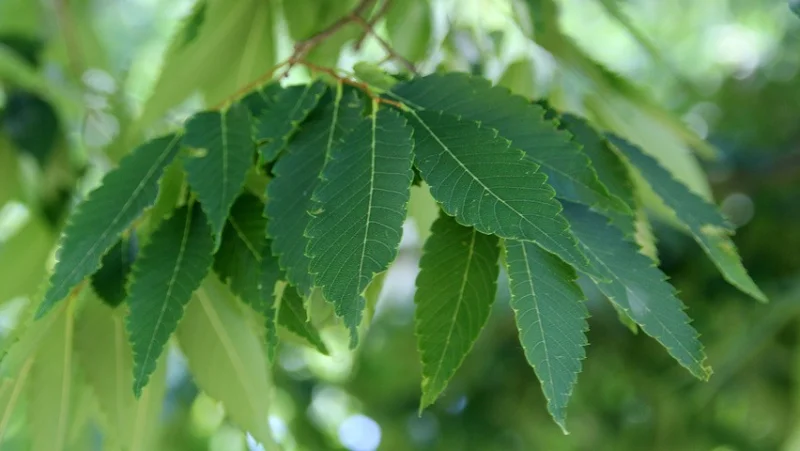 Zelkova Serrata Meerstammig (Japanese Zelkova)-6