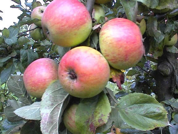 Malus domestica Alkmene (Handappel)-3
