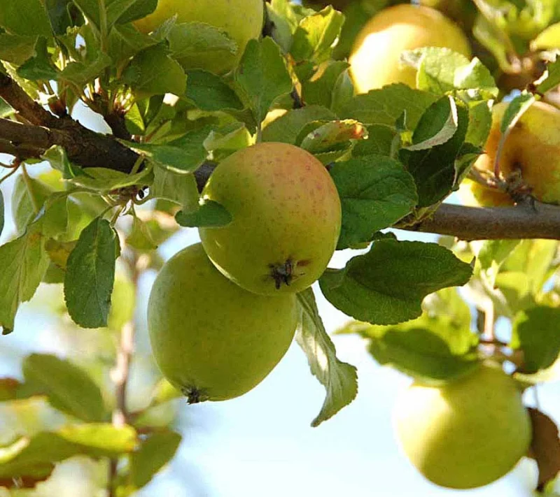 Malus domestica Ananas Reinette (Hand-Moesappel)-3
