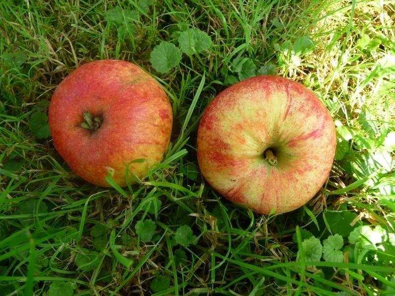 Malus domestica Beauty of Bath (Handappel)-3