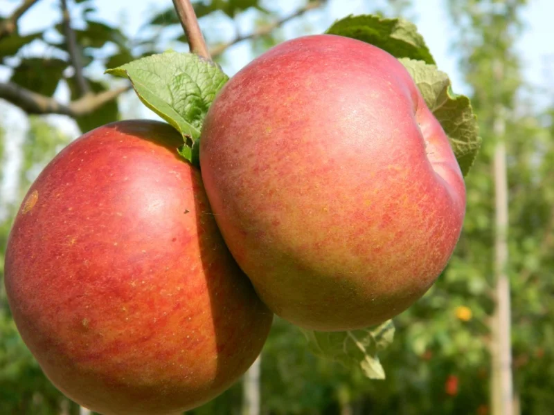 Malus domestica Brabant Bellefleur (Handappel)-3