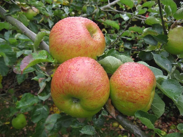 Malus domestica Bramley's Seedling (Moesappel)-3