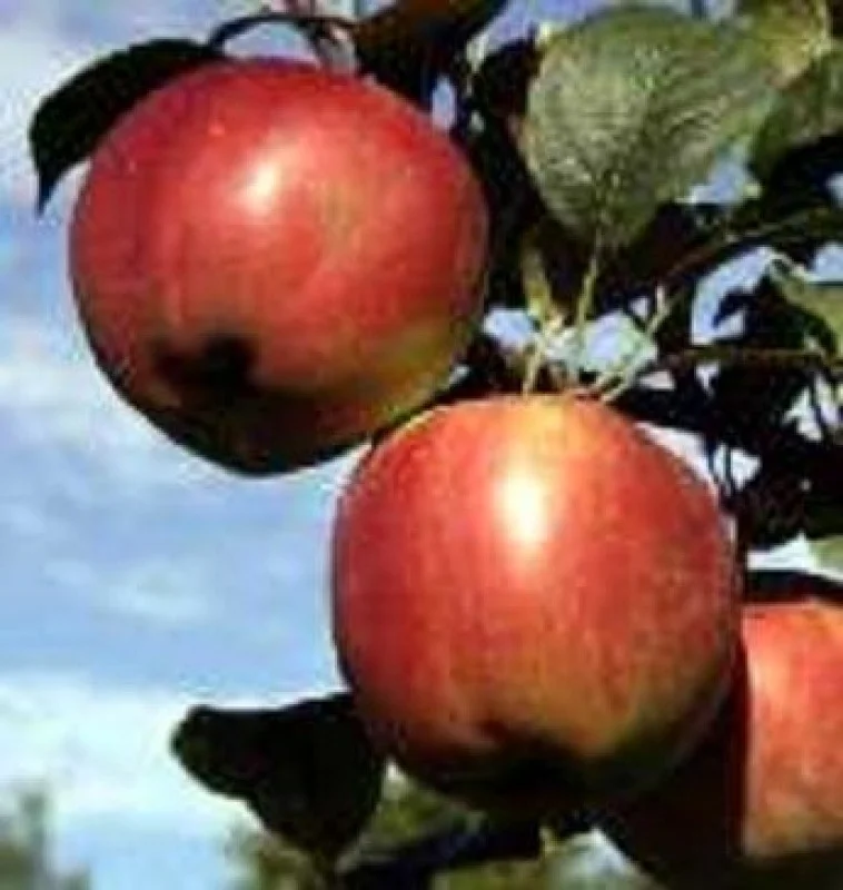 Malus domestica Champagnezoet (Zoete Appel)-3