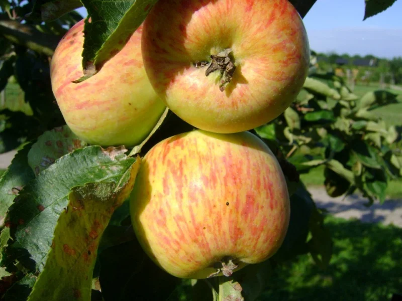 Malus domestica Cevaal (Hand-Herfstappel)-3