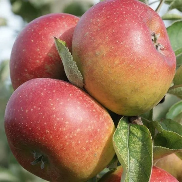 Malus domestica Court-Pendu (Handappel)-3