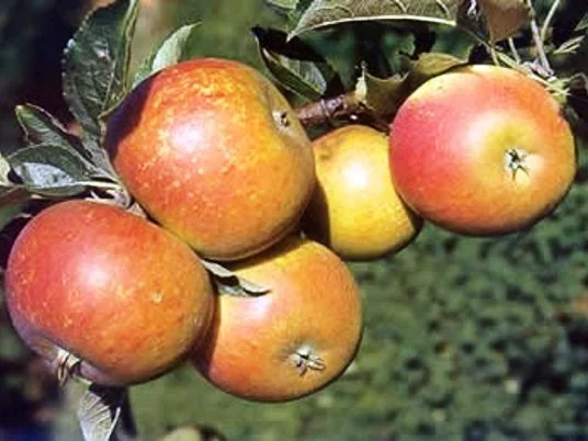 Malus domestica Cox's Orange Pippin (Handappel)-3