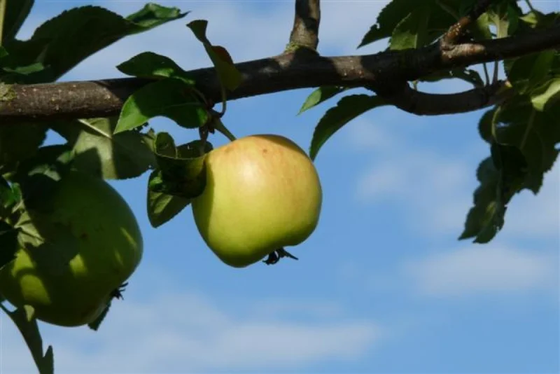 Malus domestica Delcorf (Handappel)-3