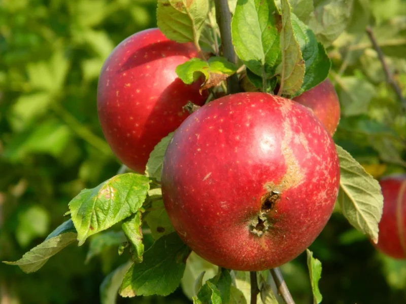 Malus domestica Discovery (Zomerhandappel)-3