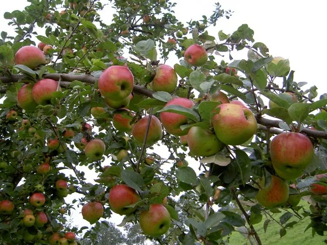 Malus domestica Drentsche Bellefleur (Handappel)-3