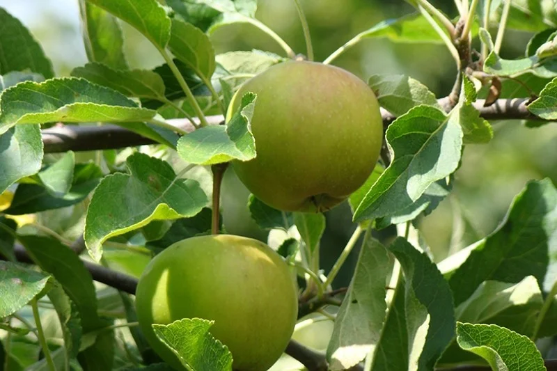 Malus domestica Dubbele Binderzoet (Zoete appel)-3