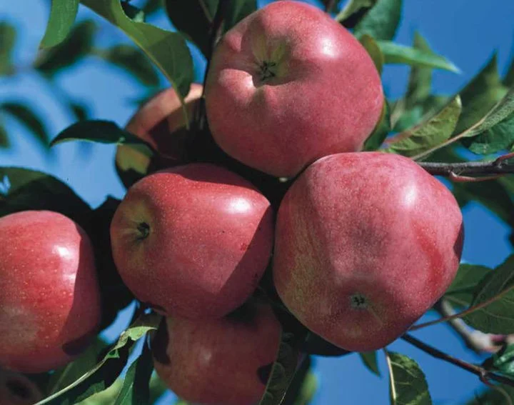 Malus domestica Elise (Hand-bewaarappel)-3