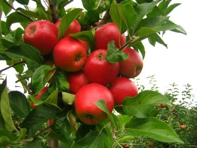 Malus domestica Elshof (Handappel)-3