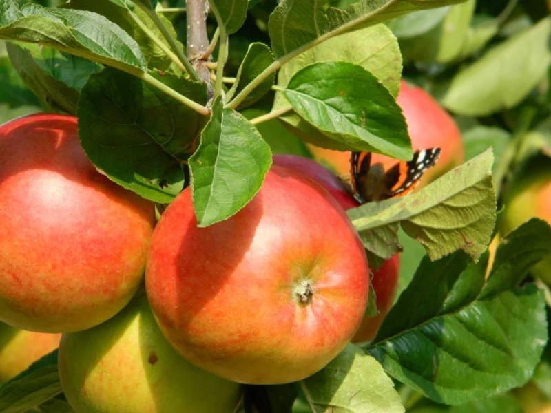 Malus domestica Fiesta (Handappel)-3