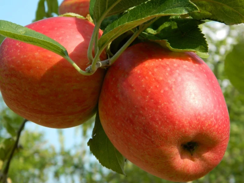 Malus domestica Glorie van Holland (Handappel)-3