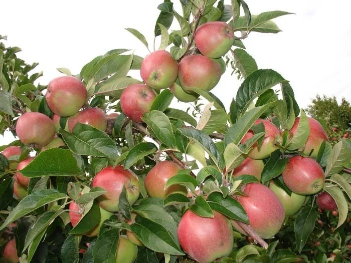 Malus domestica Gloster (Bewaarappel)-3