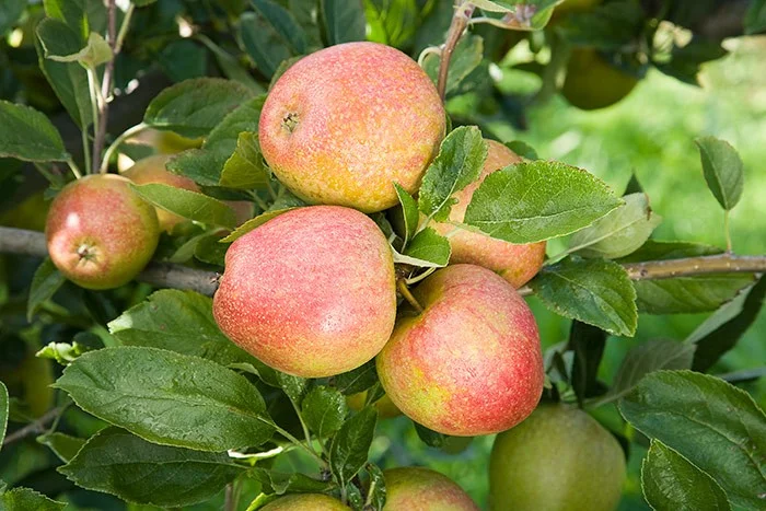 Malus domestica Golden Pearmain (Handappel)-3