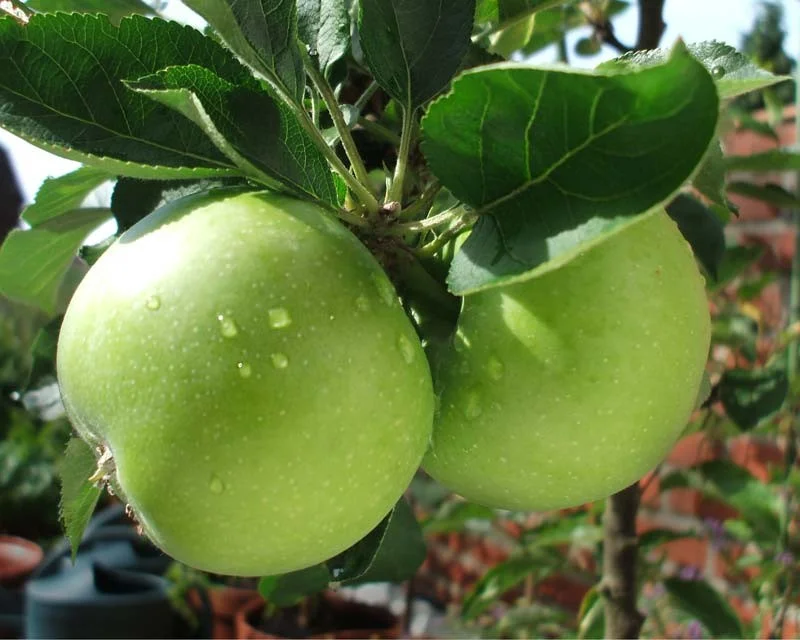 Malus domestica Granny Smith (Handappel)-3