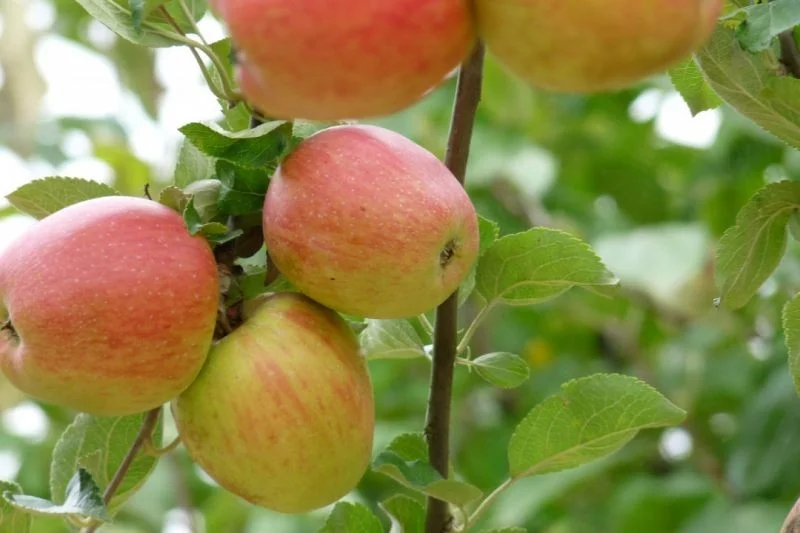 Malus domestica Gravenstein (Dessertappel)-3