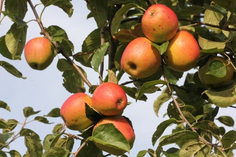 Malus domestica Groninger Kroon (Hand-moesappel)-3