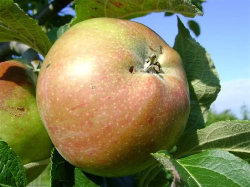 Malus domestica Gronsvelder Klumpke (Hand-moesappel)-3