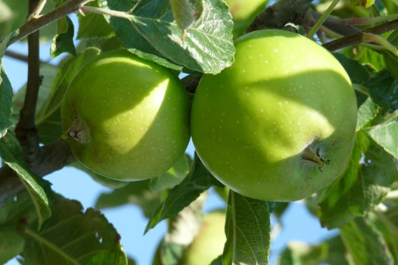 Malus domestica Hermien van Eibergen (Handappel)-3