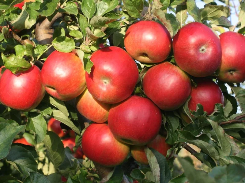 Malus domestica Idared (Handappel)-3