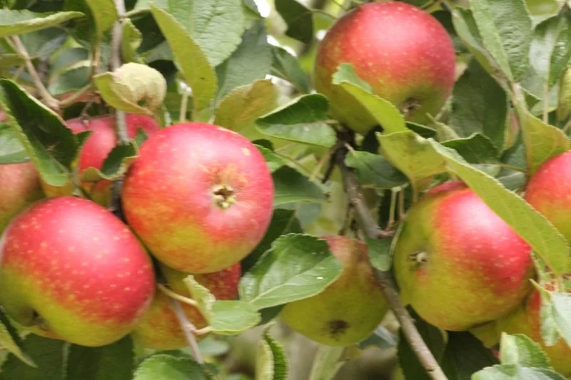 Malus domestica Ingrid Marie (Handappel)-3
