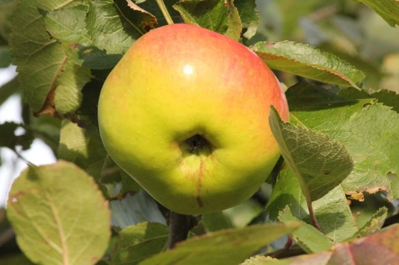 Malus domestica Jacques Lebel (Hand-moesappel)-3