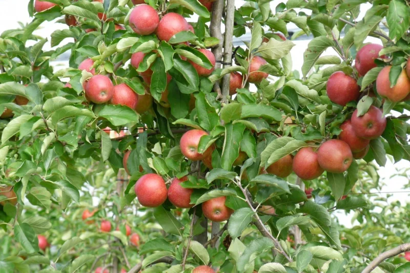 Malus domestica Jan Steen (Handappel)-3