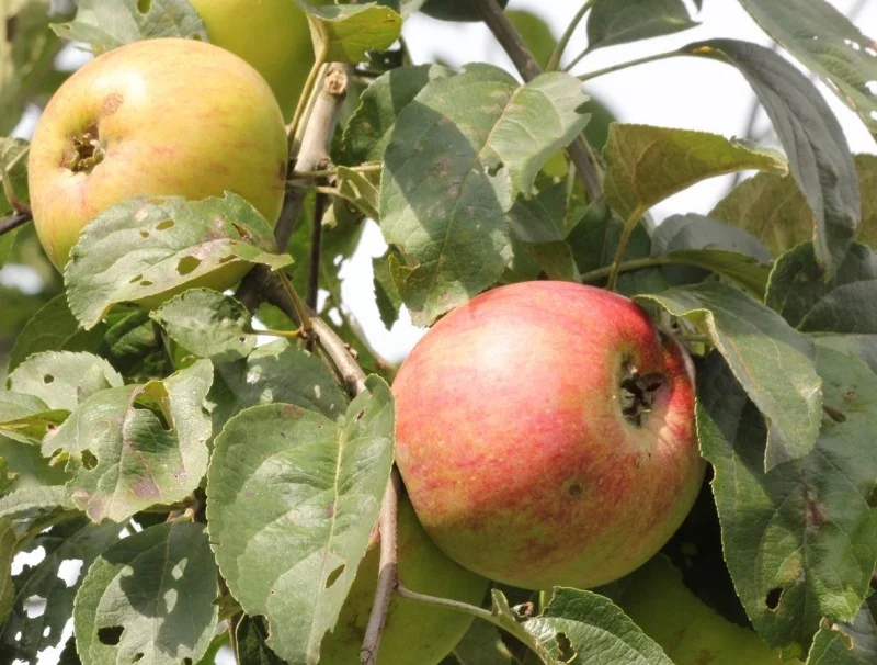 Malus domestica Jasappel (Stoofappel)-3
