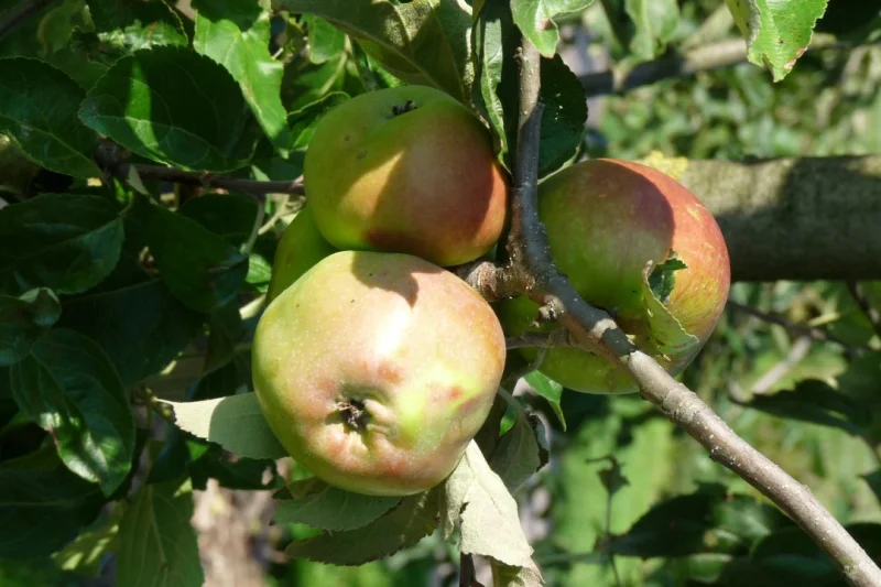 Malus domestica Karmijn de Sonnaville (Handappel)-3