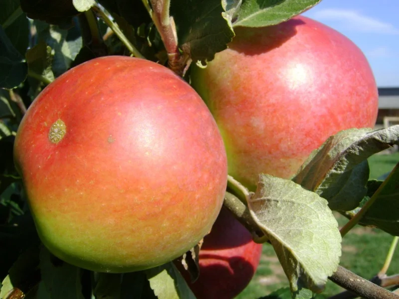 Malus domestica Katja (Handappel)-3