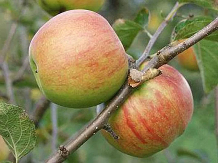 Malus domestica Keuleman (Hand-moesappel)-3