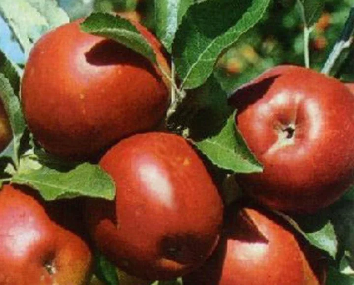 Malus domestica Koningszuur (Belgische Bellefleur)-3