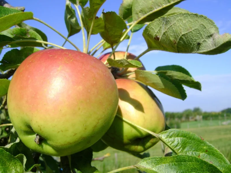 Malus domestica Laxton's Superba (Handappel)-3
