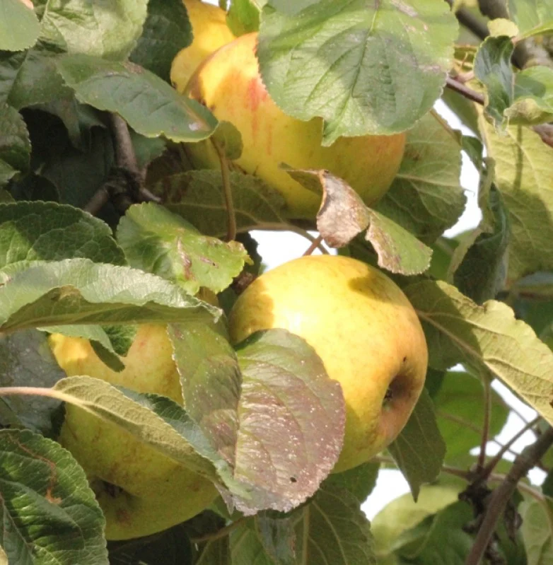 Malus domestica Lemoen (Handappel)-3