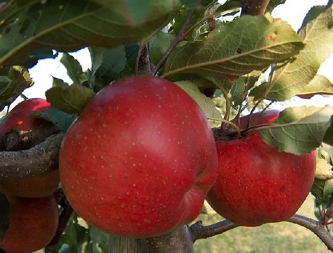 Malus domestica Lobo (Handappel)-3