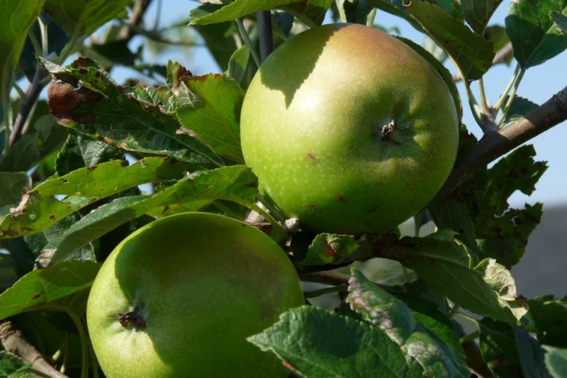 Malus domestica Lombarts Calville (Bewaarappel)-3